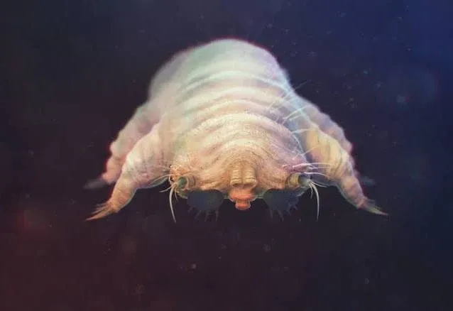 Demodex : acarien microscopique vivant à la base des cils, pouvant entretenir une blépharite